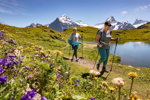 Two female hikers walking the Bernese Oberland trail surrounded by wildflowers